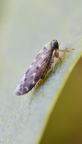 Réf. 294 658 : Lamprotettix nitidulus